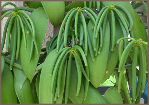 Natural Vanilla Store USA | Organic Vanilla Pods Cultivation | Green Vanilla Planifolia