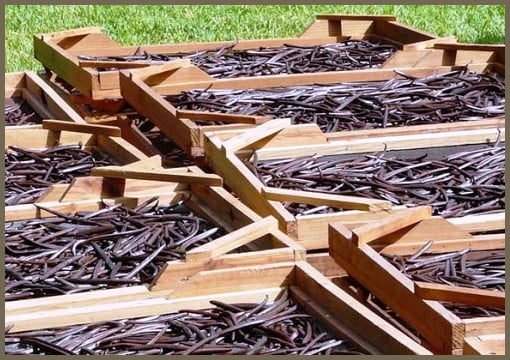 Natural Vanilla Store USA | Organic Vanilla Pods Cultivation | Vanilla Curing