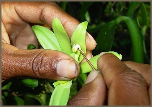 Natural Vanilla Store USA | Organic Vanilla Pods Cultivation | Vanilla Flower Pollination