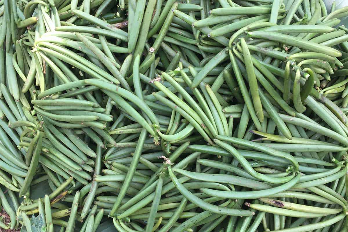Green Vanilla Bulk Supply